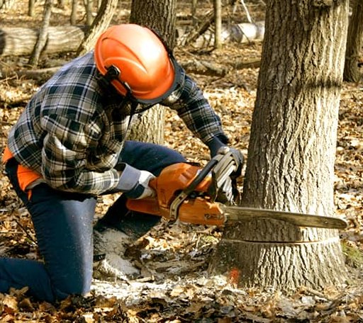 Tree Removal in Glen, WV